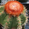 Melocactus matanzanus with cephalium Large