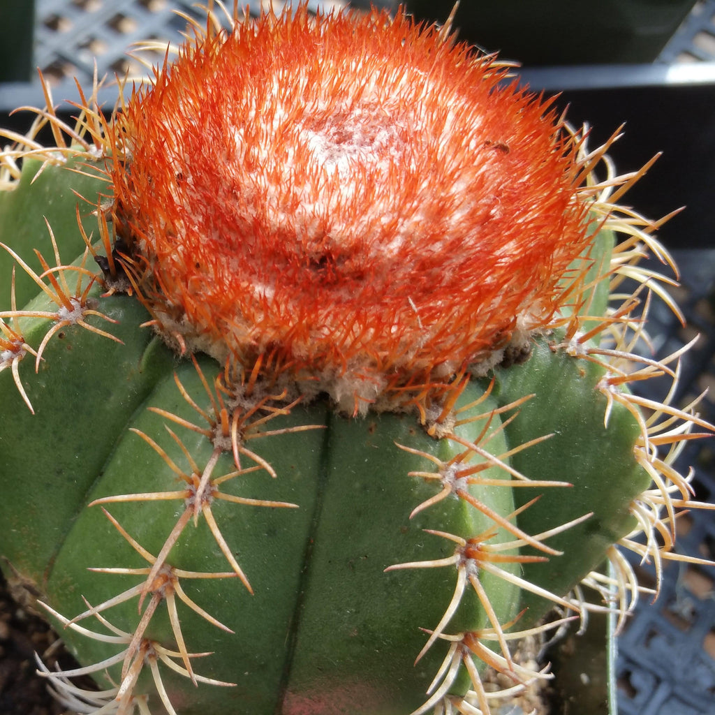 Melocactus matanzanus with cephalium Large