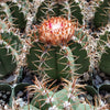 Melocactus matanzanus with cephalium Large