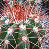 Melocactus neomontanus
