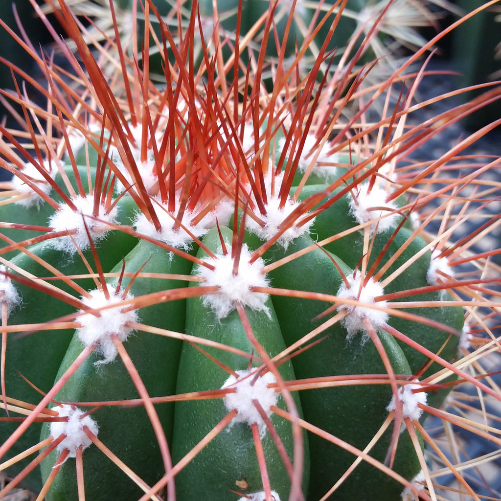 Melocactus neomontanus