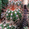 Melocactus neomontanus