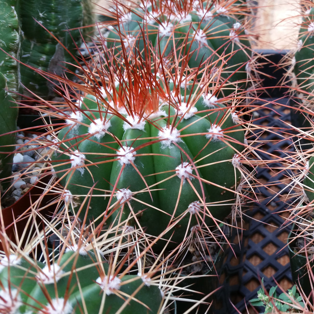 Melocactus neomontanus