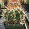 Melocactus neomontanus