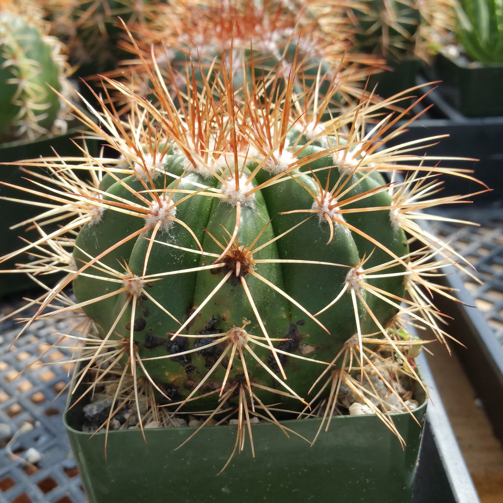 Melocactus neomontanus