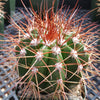 Melocactus neomontanus