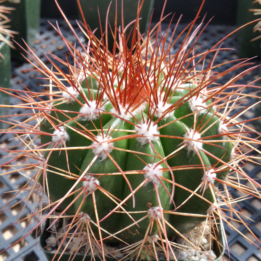 Melocactus neomontanus