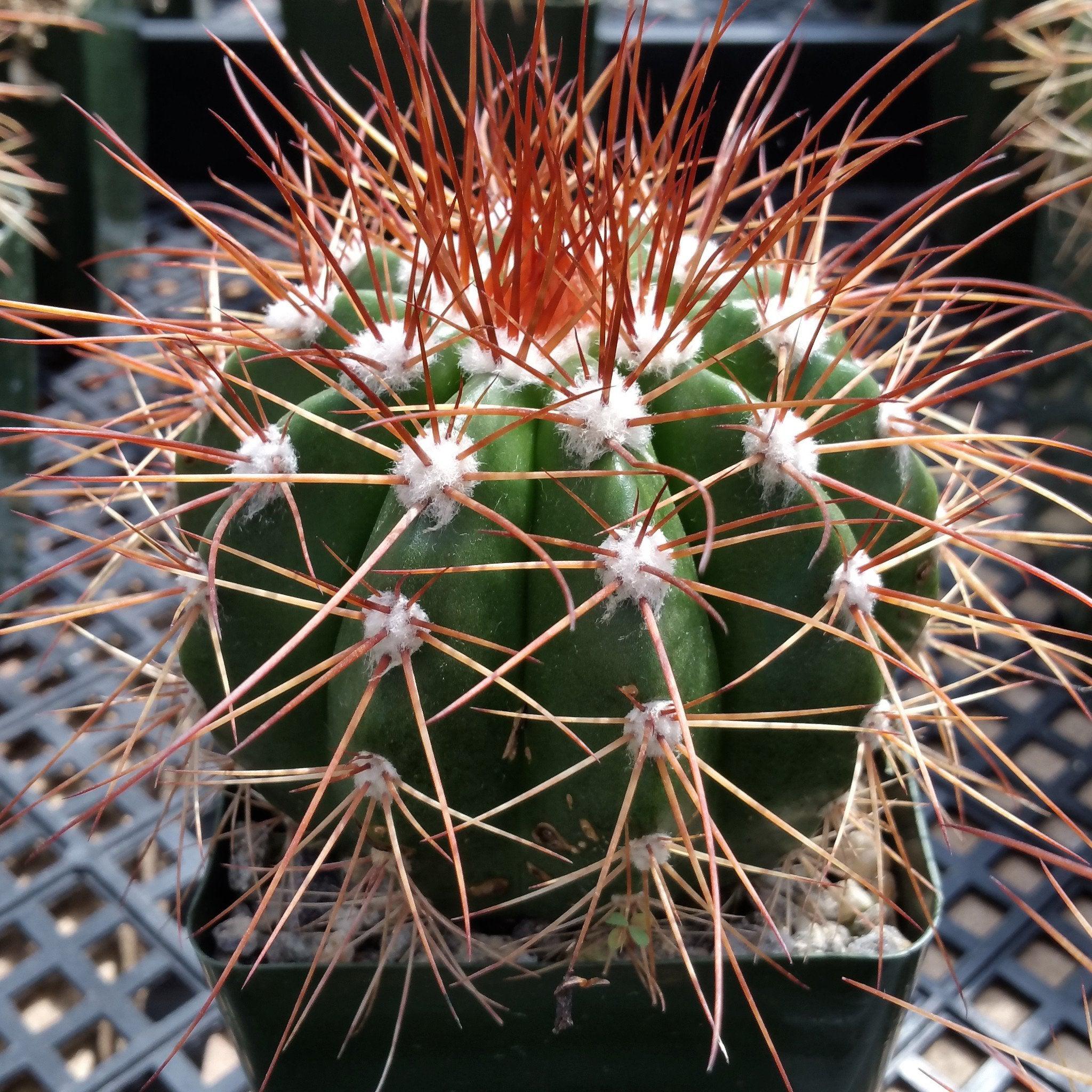 Melocactus neomontanus