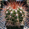 Melocactus neomontanus