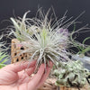 Tillandsia Magnusiana