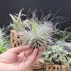 Tillandsia Magnusiana