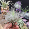 Tillandsia Magnusiana