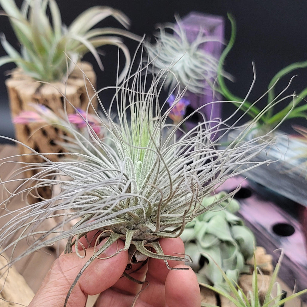 Tillandsia Magnusiana