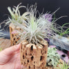 Tillandsia Magnusiana