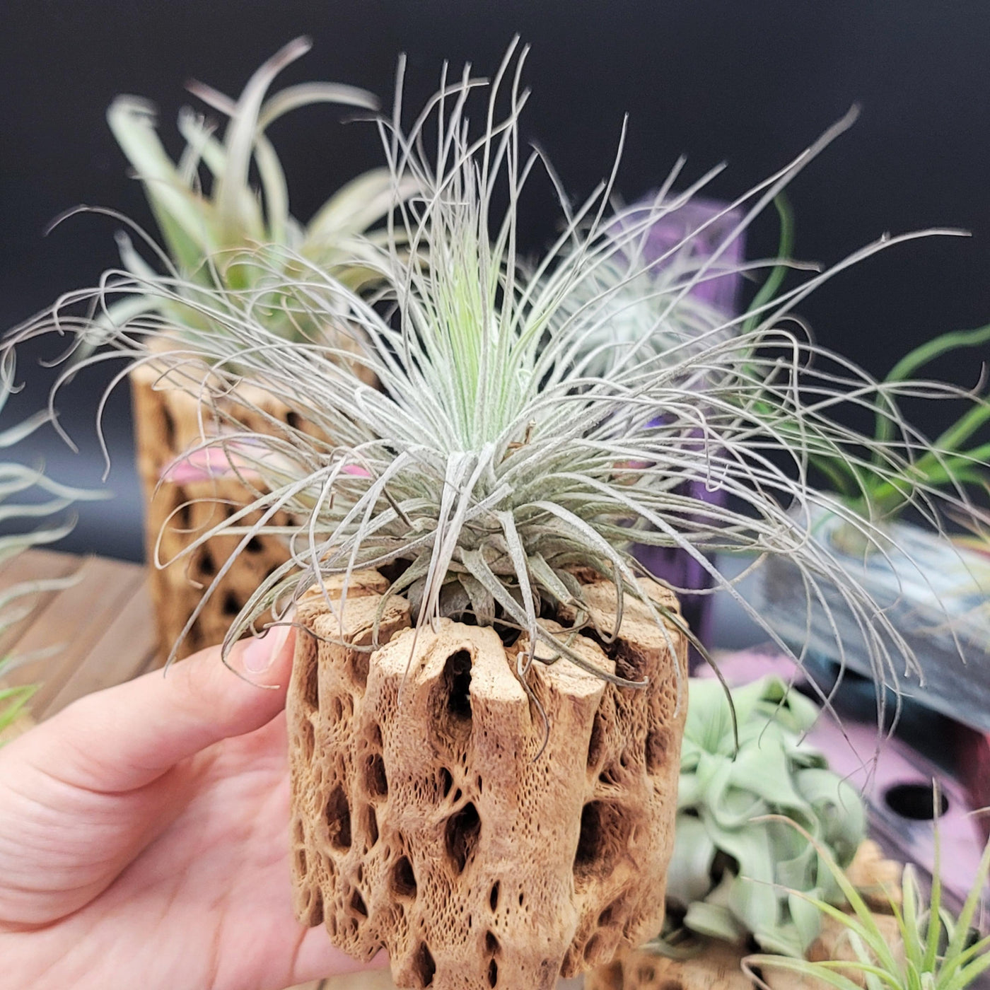 magnusiana air plant Tillandsia Magnusiana