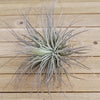 Tillandsia Magnusiana