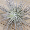 Tillandsia Magnusiana