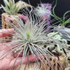 Tillandsia Magnusiana