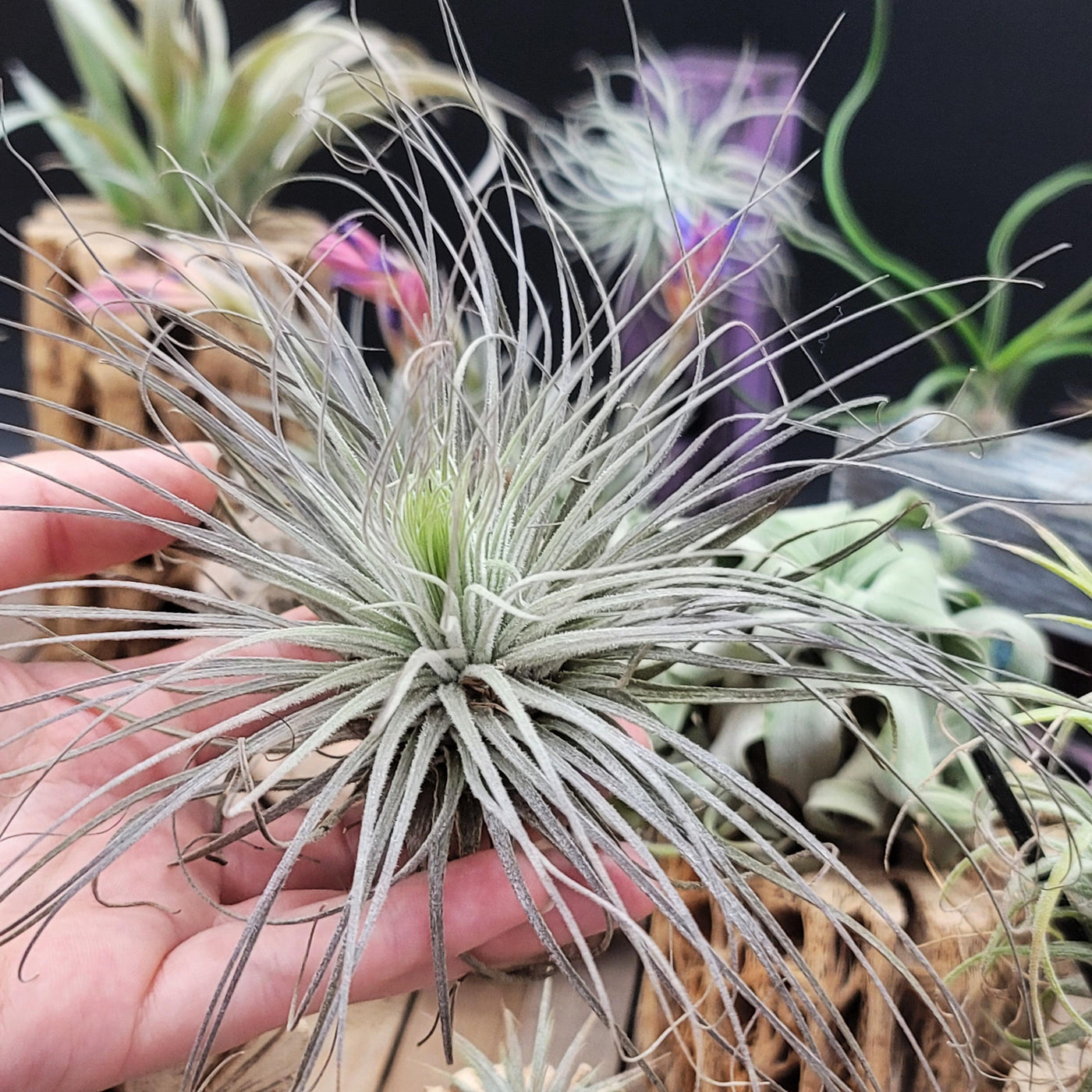 ragnaroc air plants Tillandsia Magnusiana