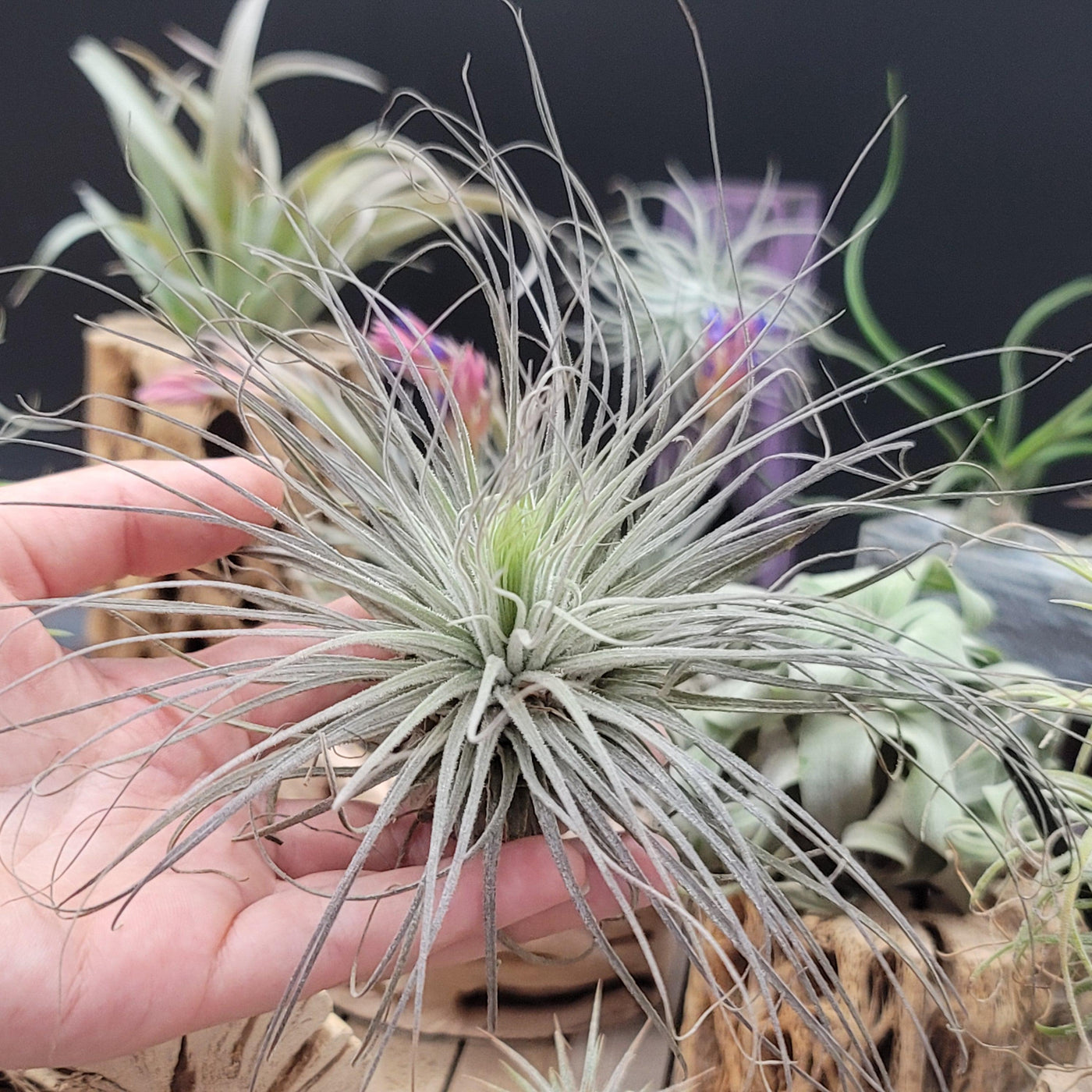 colorful air plant Tillandsia Magnusiana | Unique Air Plants