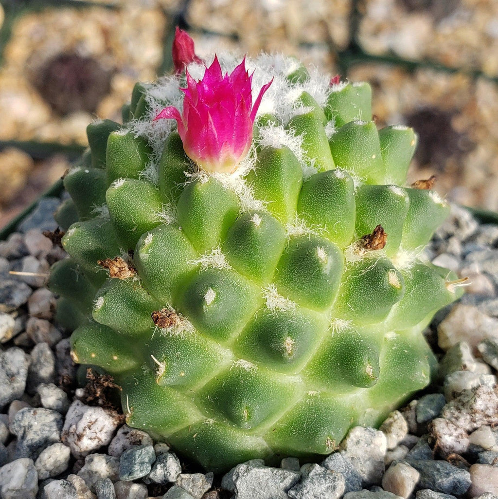 Mammillaria polythele Toluca