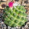 Mammillaria polythele Toluca