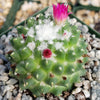 Mammillaria polythele Toluca