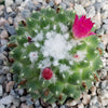 Mammillaria polythele Toluca