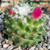 Mammillaria polythele Toluca