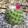 Mammillaria polythele Toluca