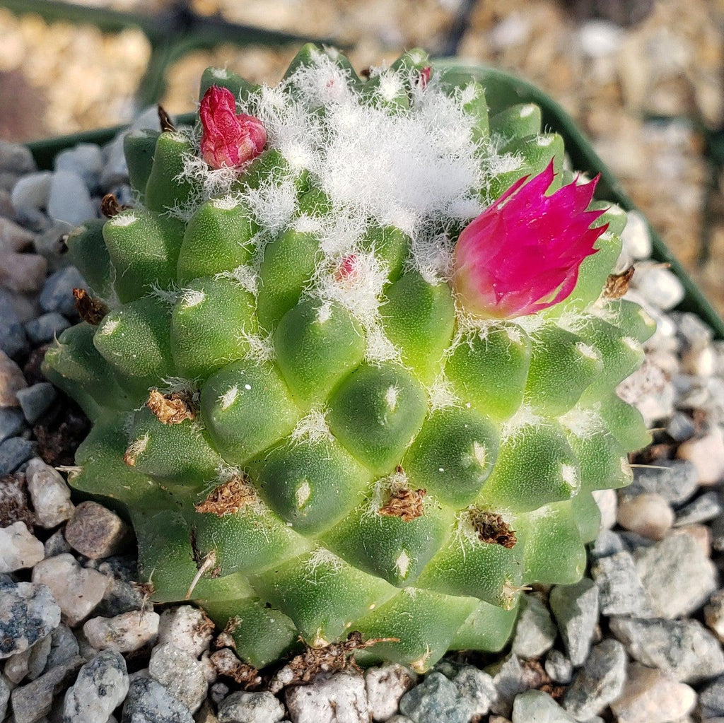 Mammillaria polythele Toluca