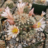 Fishhook Cactus - Mammillaria saffordii &