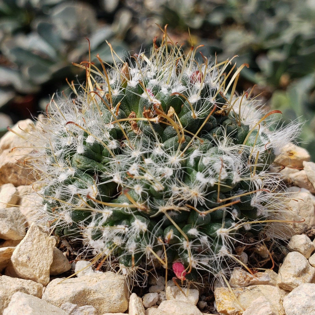 Mammillaria Hybrid Toumeya Knippeli