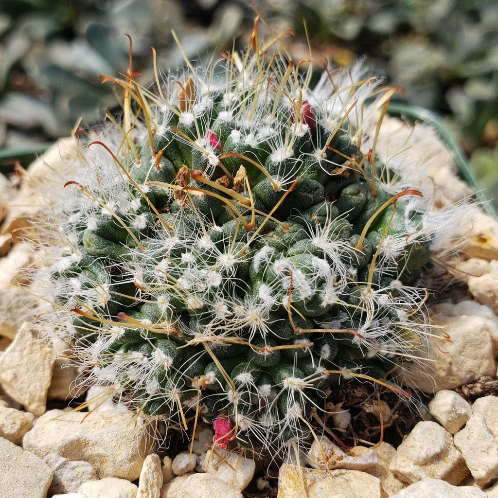 Mammillaria Hybrid Toumeya Knippeli