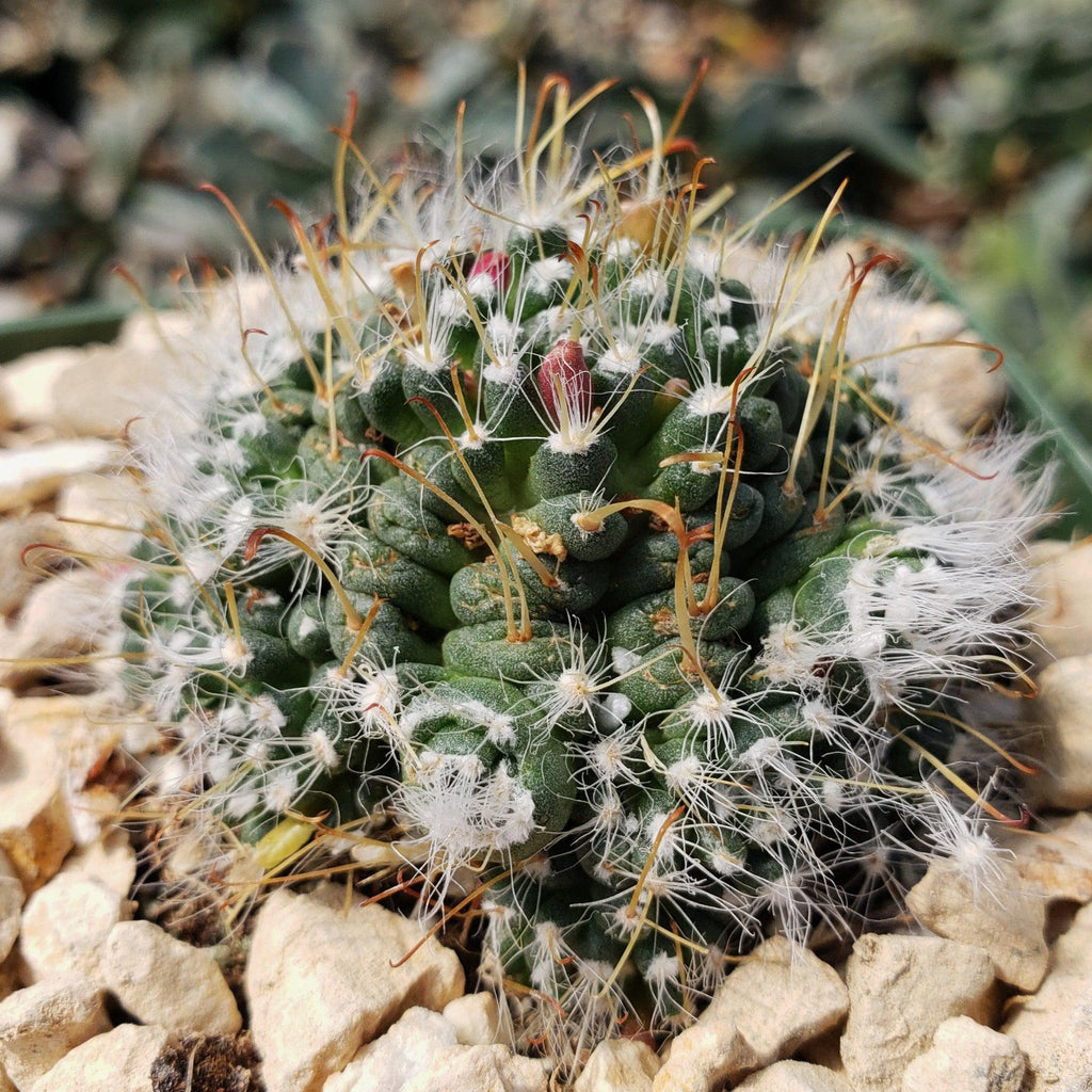 Mammillaria Hybrid Toumeya Knippeli