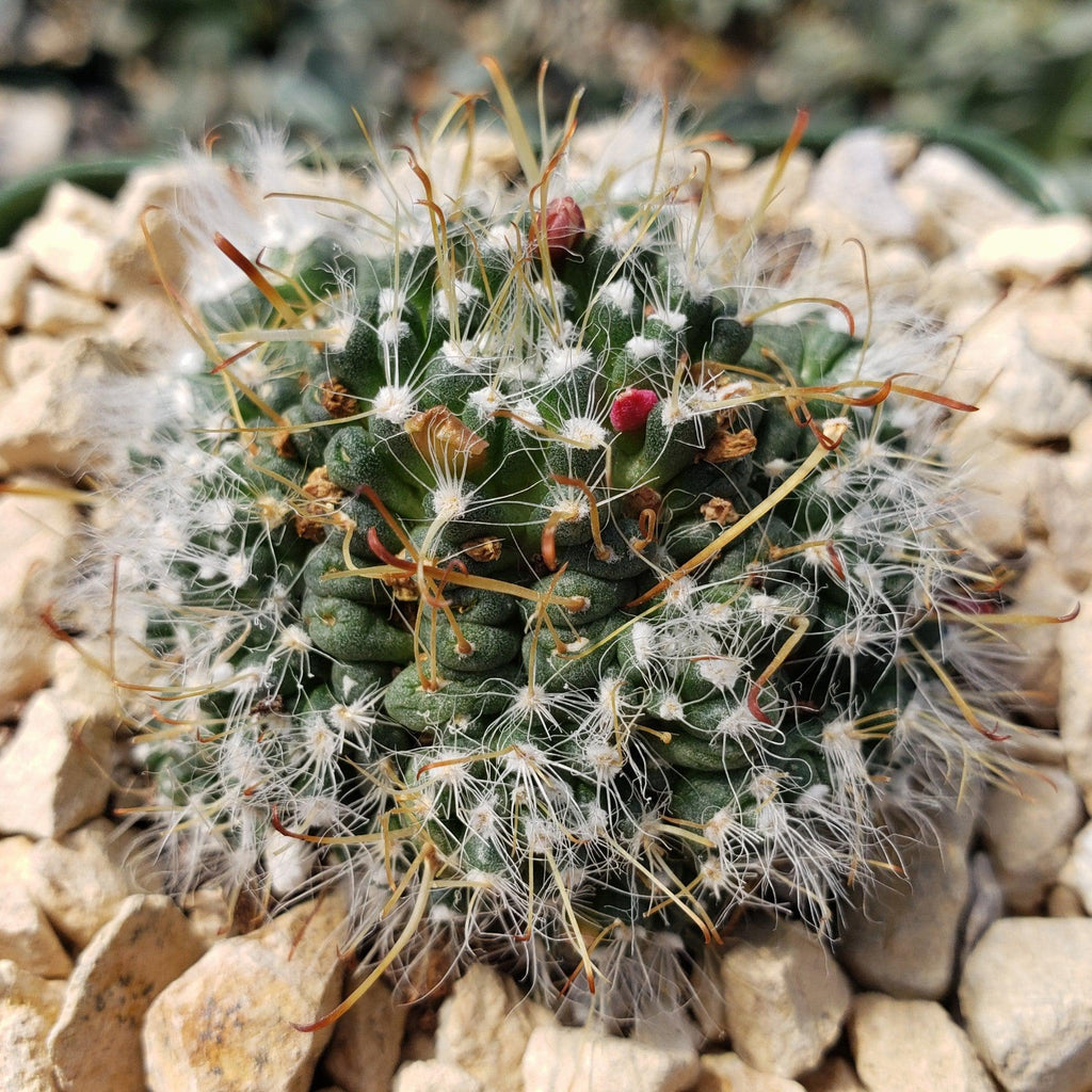 Mammillaria Hybrid Toumeya Knippeli