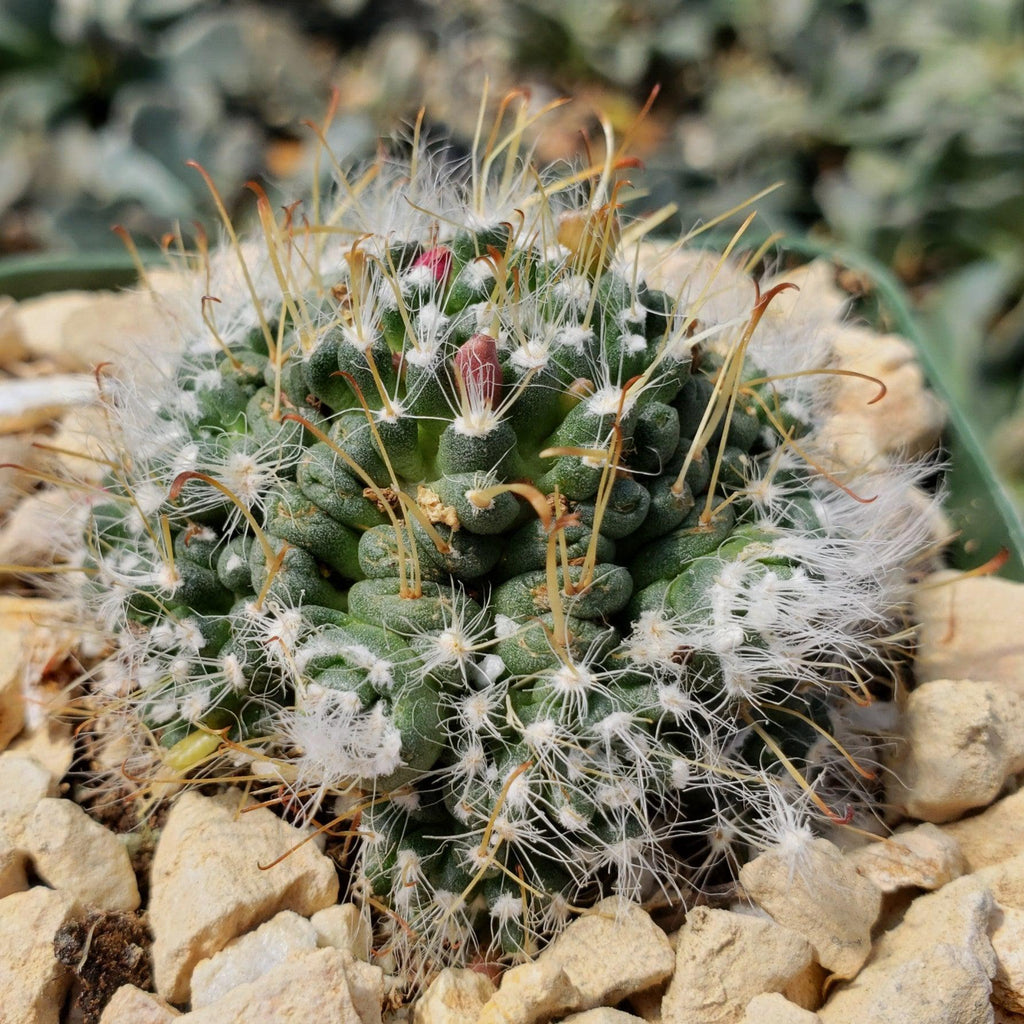 Mammillaria Hybrid Toumeya Knippeli