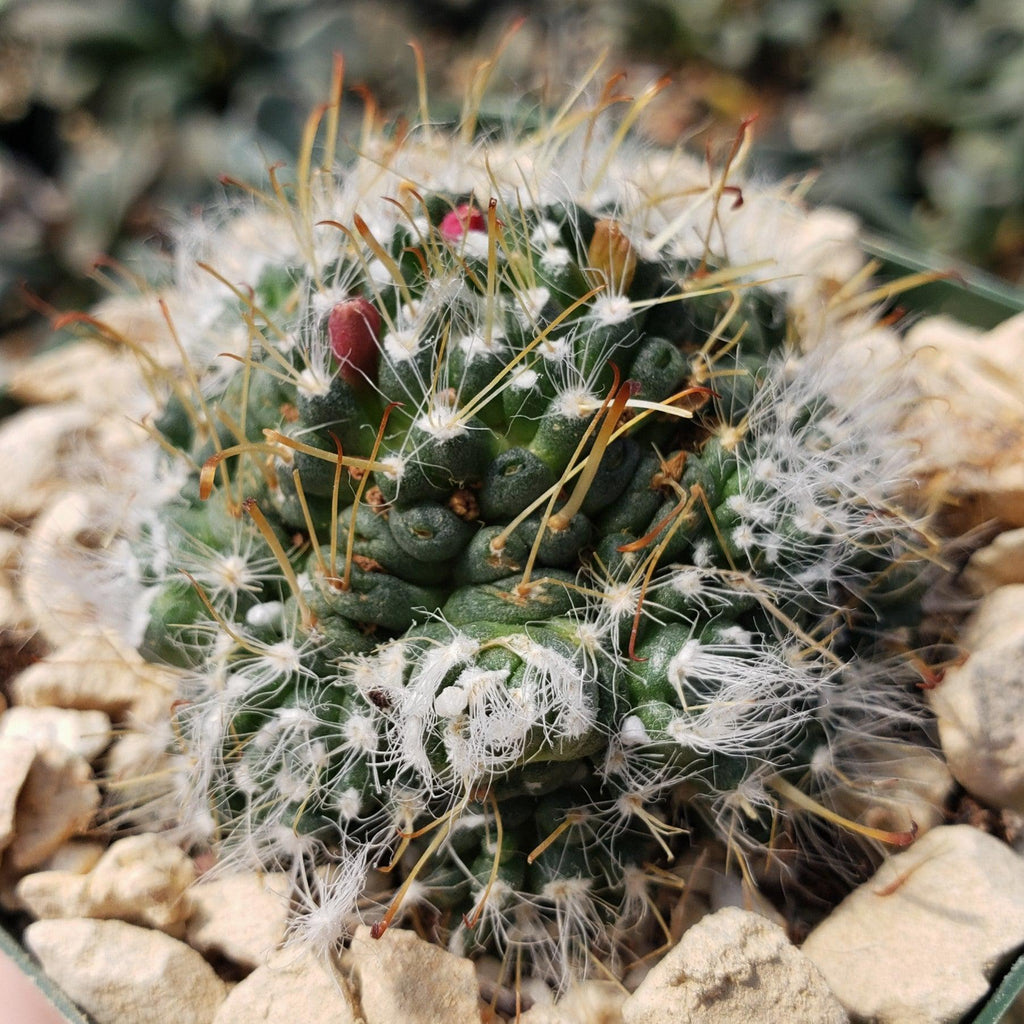 Mammillaria Hybrid Toumeya Knippeli