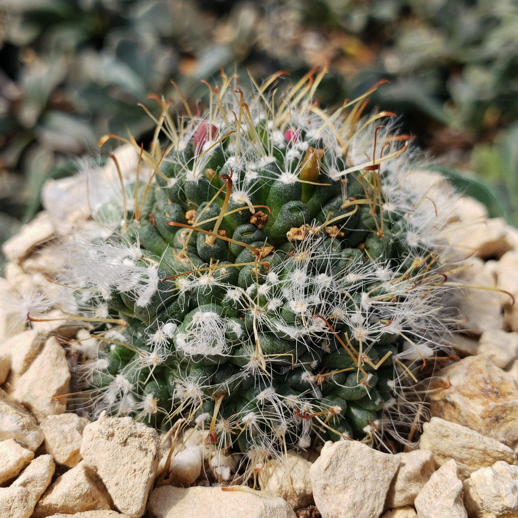 Mammillaria Hybrid Toumeya Knippeli
