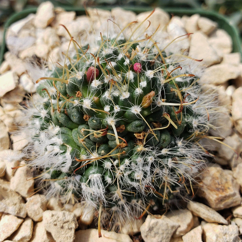 Mammillaria Hybrid Toumeya Knippeli