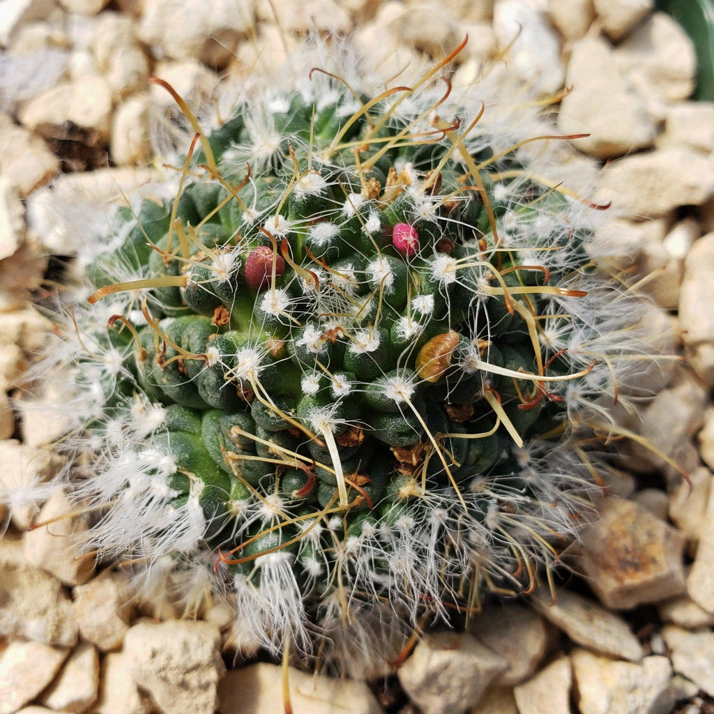 Mammillaria Hybrid Toumeya Knippeli