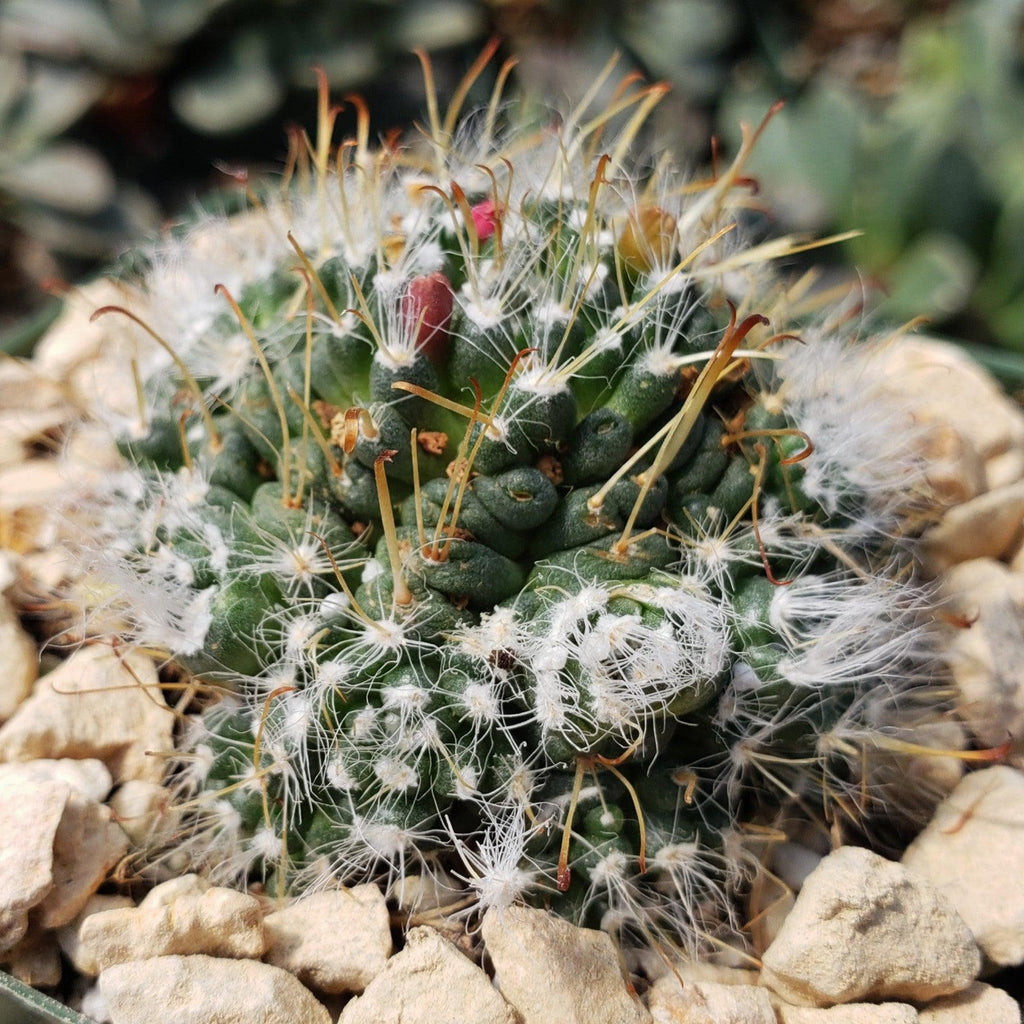 Mammillaria Hybrid Toumeya Knippeli