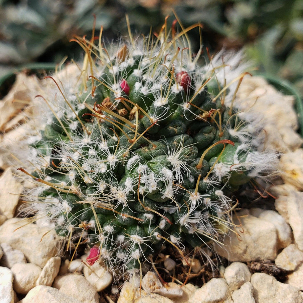 Mammillaria Hybrid Toumeya Knippeli