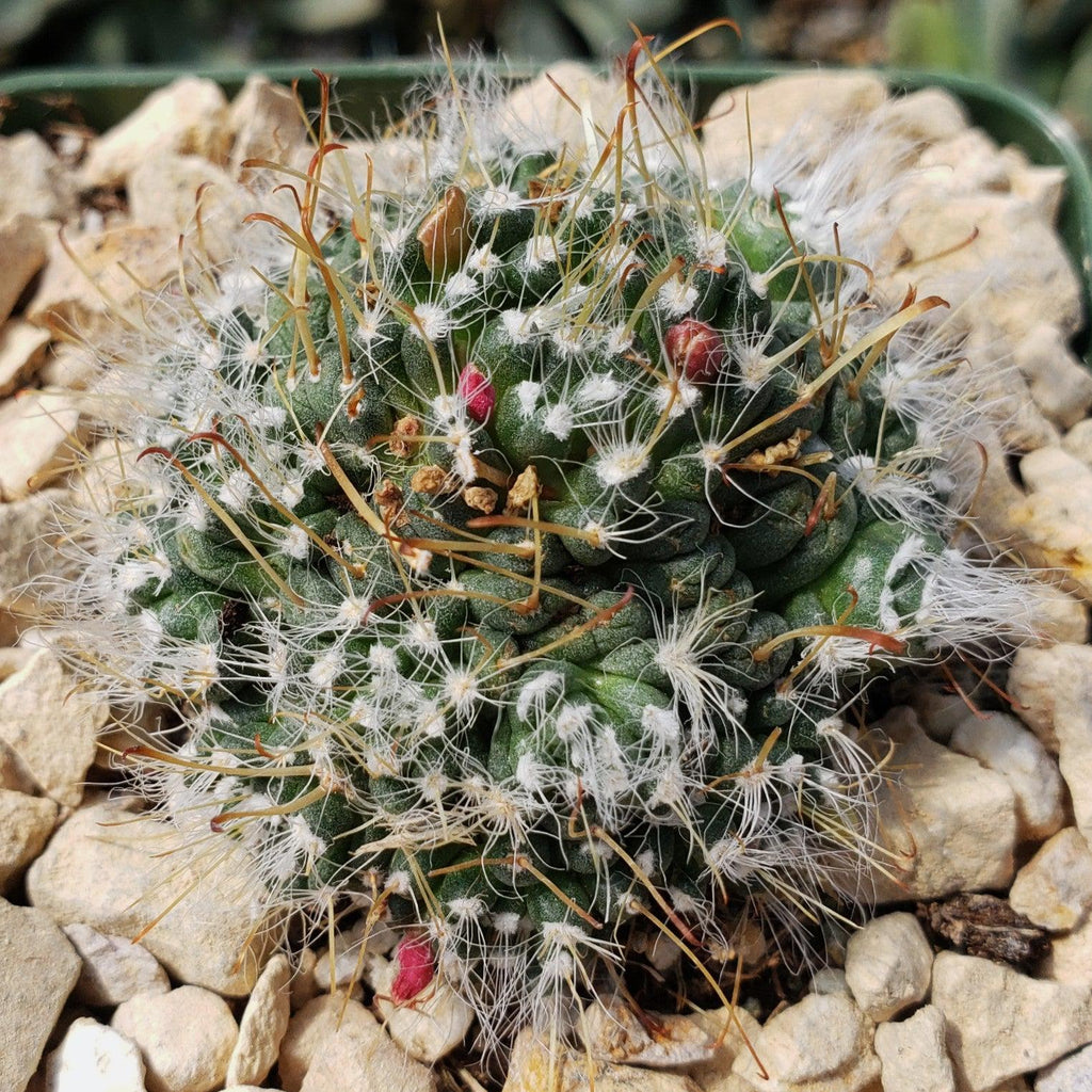 Mammillaria Hybrid Toumeya Knippeli