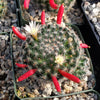 Mammillaria Tezontle