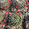 Mammillaria Tezontle