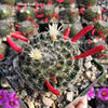 Mammillaria Tezontle