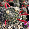 Mammillaria Tezontle