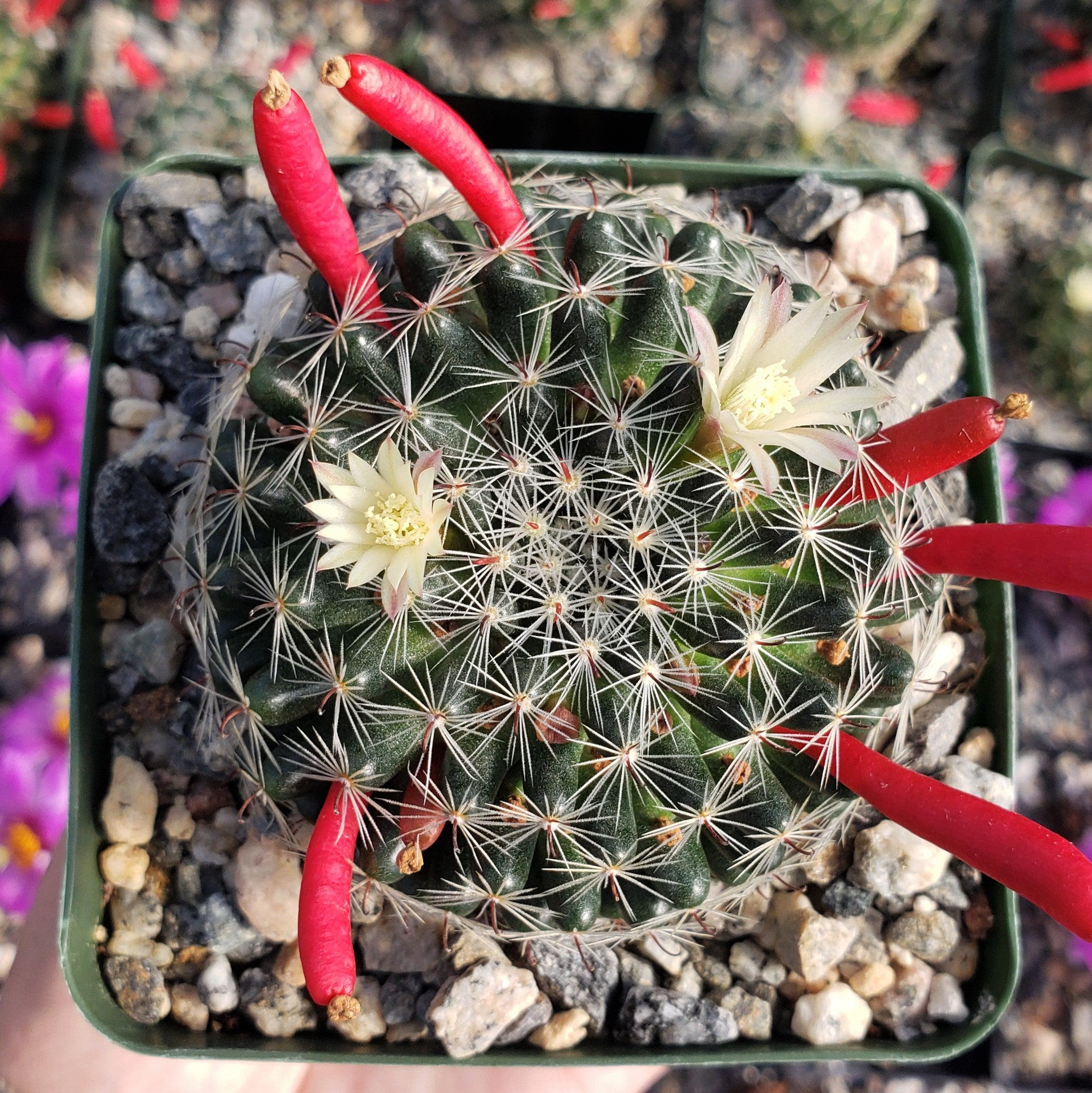 Mammillaria Tezontle