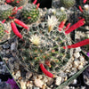 Mammillaria Tezontle